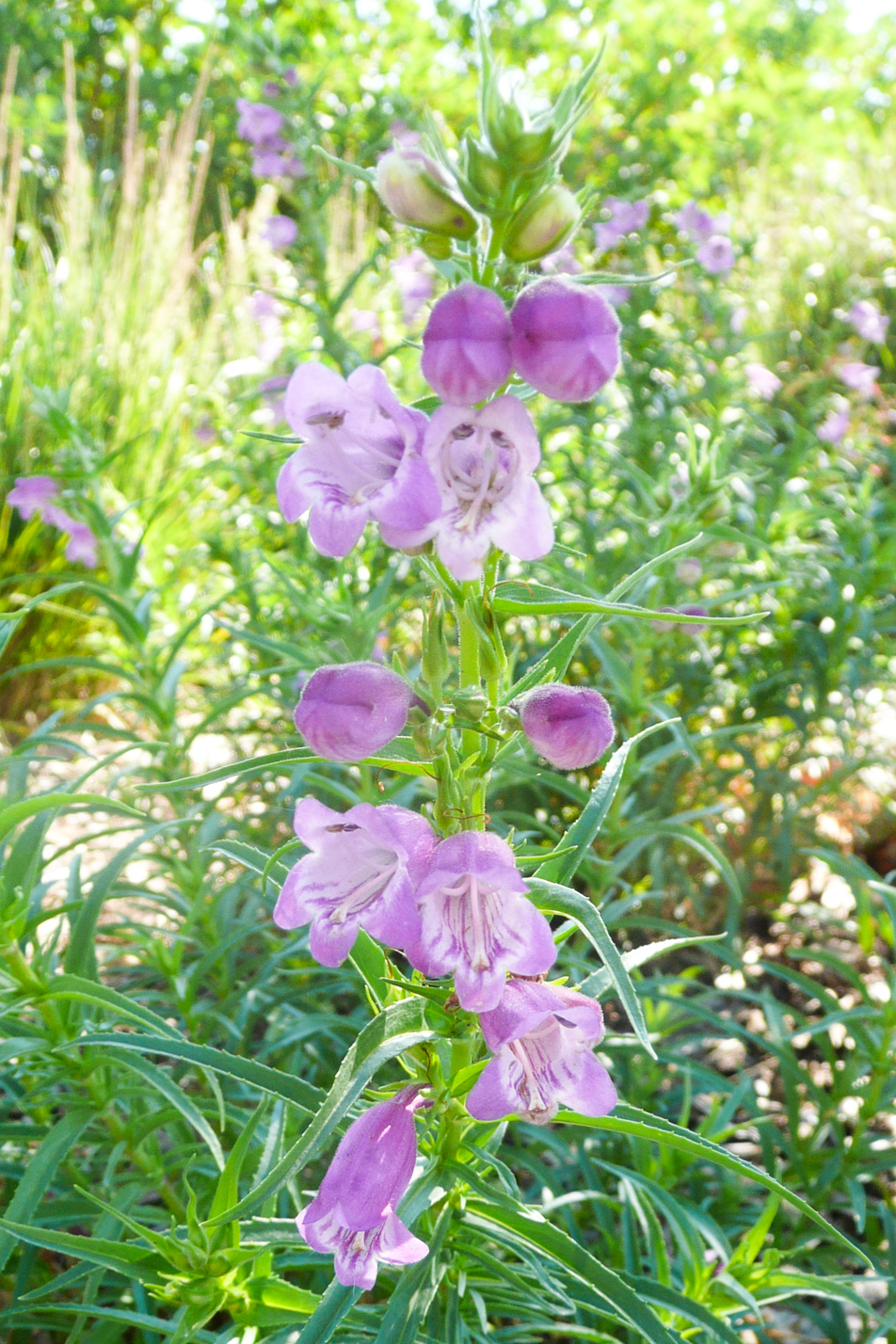 Pikes Peak Purple Penstemon